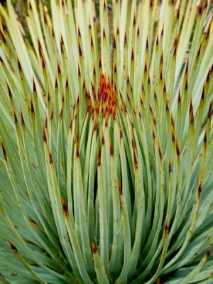 A colorful yucca beside the road yucca
