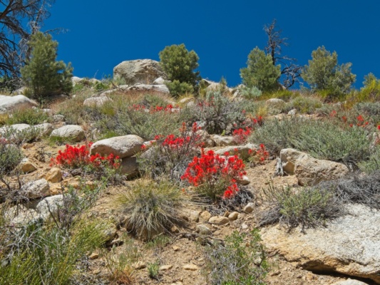 Vibrantly red paintbrush above the trail paintbrush