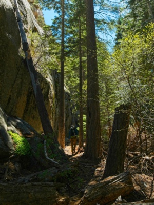 We eventually find a use trail and follow it along the south side of the creek george creek forest