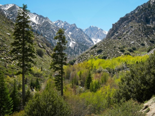 The trees are just beginning to put out new leaves george creek canyon