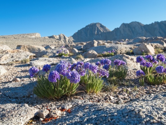 Sky Pilots are scattered across the Diamond Plateau sky pilots