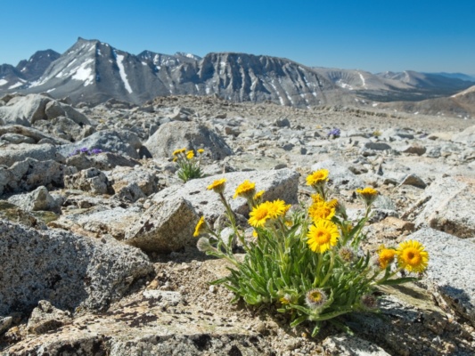 Besides the sky pilots, there are hundreds of these alpine gold flowers on the Diamond Plateau alpine gold