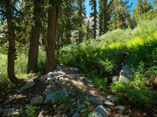 The lush foliage at Anvil Camp is a nice respite from the hot, shadeless hiking anvil camp