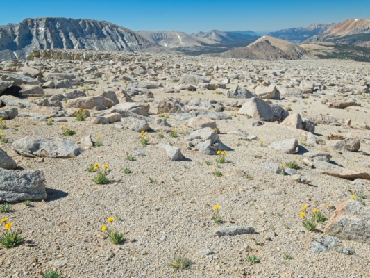 A wider view of the flowers diamond plateau