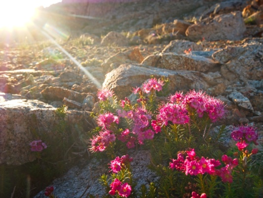 The sun illuminates this little bunch of mountain heath mountain heath