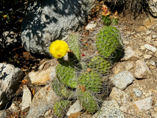 The prickly pear are blooming! prickly pear
