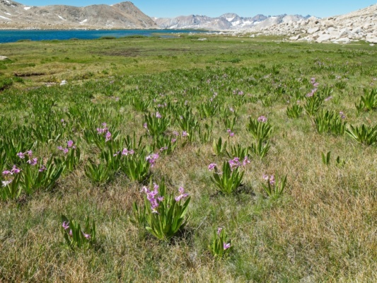 The lakeside meadow is covered in shooting stars shooting stars