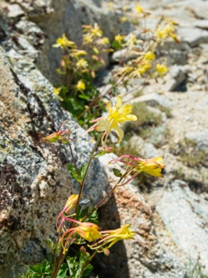 More sierra columbines just above the pass sierra columbines