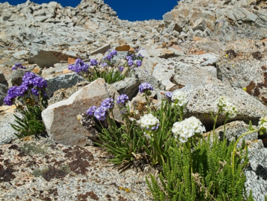 I don't know if I've ever seen white sky pilots before this trip, but now I've seen a bunch! sky pilots