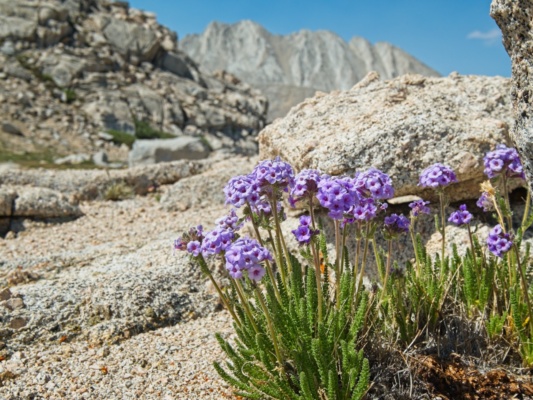 Sky pilots near my campsite sky pilots