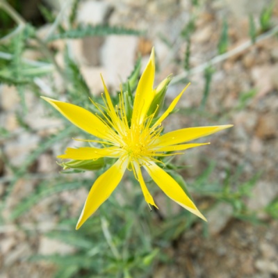 A smoothstem blazing star; I didn't realize these grew in the Sierra! smoothstem blazing star