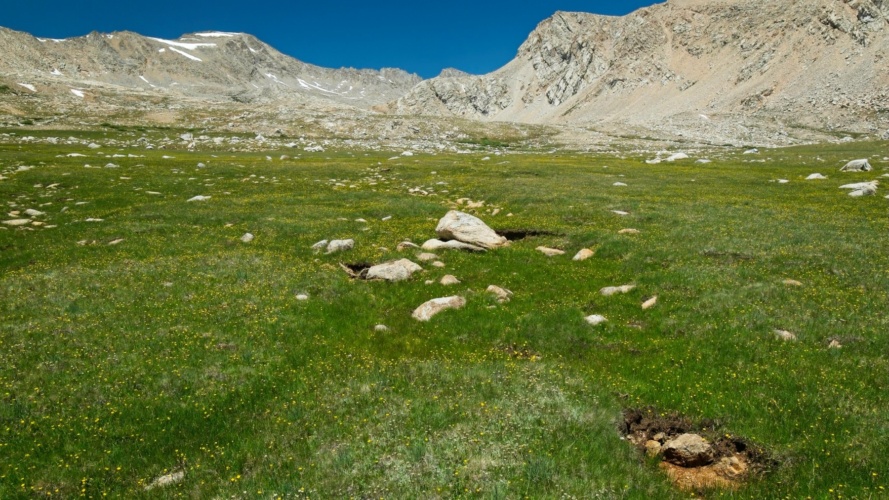 I stroll through a beautiful meadow mountain meadow