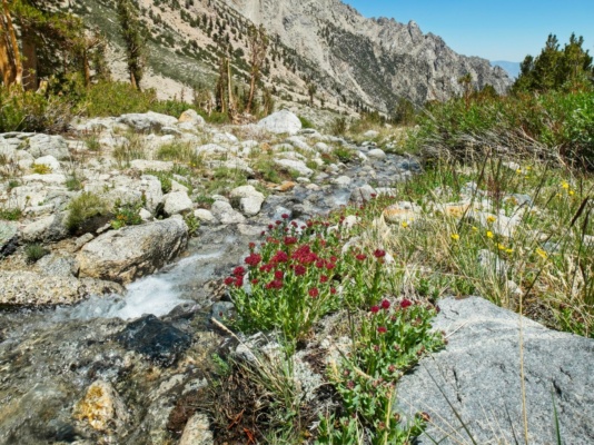 Fresh snowmelt on its way down to the desert alpine creek