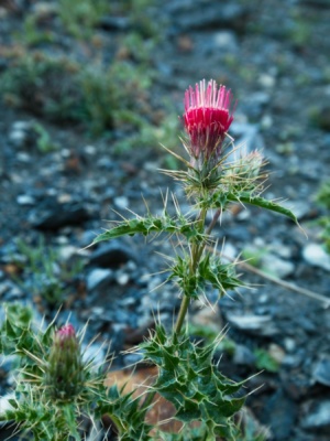 Anderson's thistles are quite colorful! andersons thistle