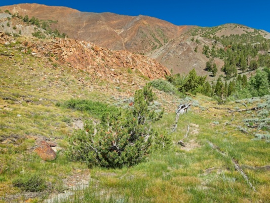 From Lake Genevieve, I begin hiking uphill through grass and trees toward Bloody Mountain bloody mountain