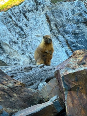 A curious marmot poses for a photo as we hike around Mildred Lake marmot