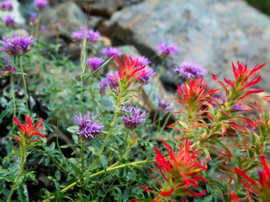 Indian paintbrush and mountain coyote mint paintbrush mountain coyote mint