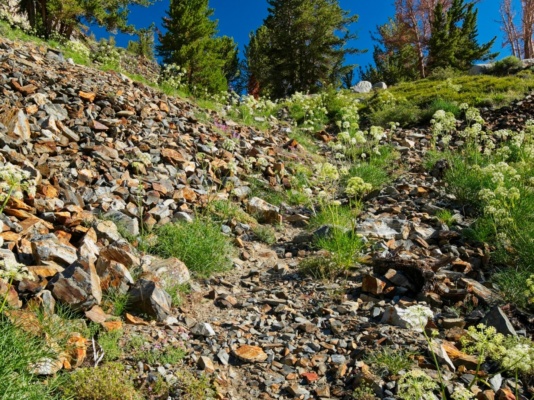Sierra angelica dots the hillsides sierra angelica