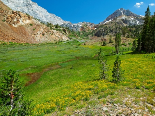 Beautiful meadows below Mount Baldwin mountain meadow