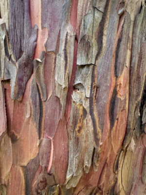 Color yew tree bark main salmon river rafting