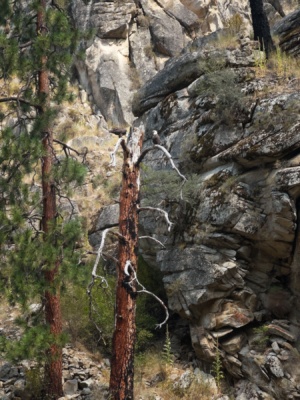 Two bald eagles watch us drift by main salmon river rafting