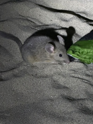 A pack rat scurries around our gear, looking for snacks main salmon river rafting
