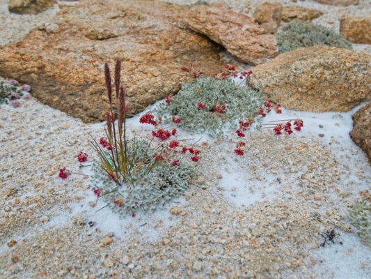 Snow accumulates around these wildflowers snow