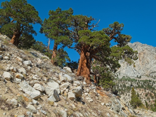 Stout junipers above the trail california juniper