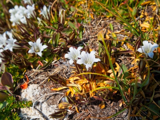 Some beautiful alpine gentian alpine gentian