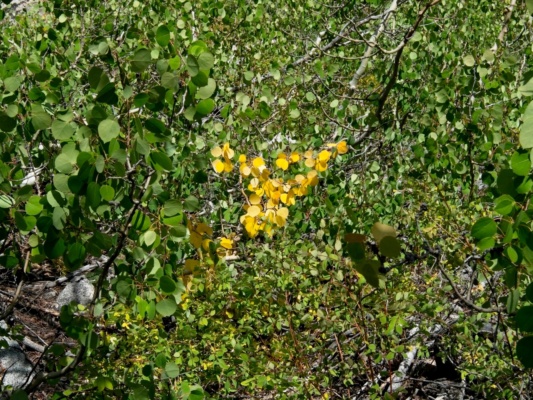 A tiny patch of autumn in the aspens aspen