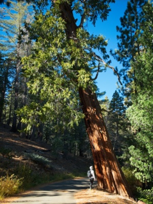 A massive cedar tree at Buckhorn Flat bukhorn flat