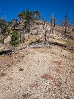 Looking up toward Mount Williamson mount williamson