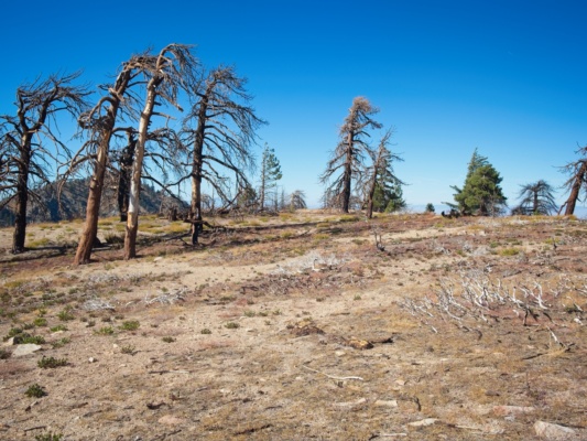 The flat summit of Pallett Mountain pallett mountain