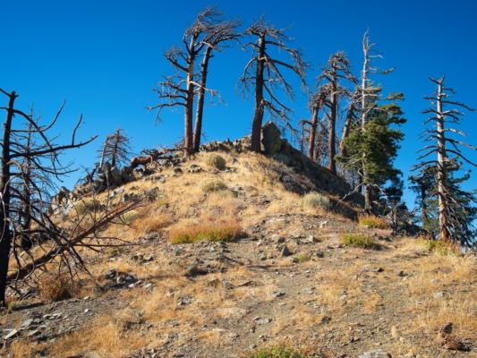 Golden grass on Will Thrall Peak will thrall peak
