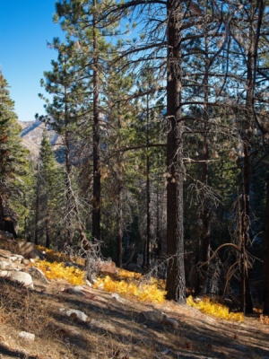 The golden ferns catch my eye