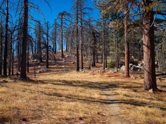 The trail meanders through the burn scar