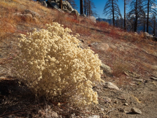 A bushy bouquet along the trail