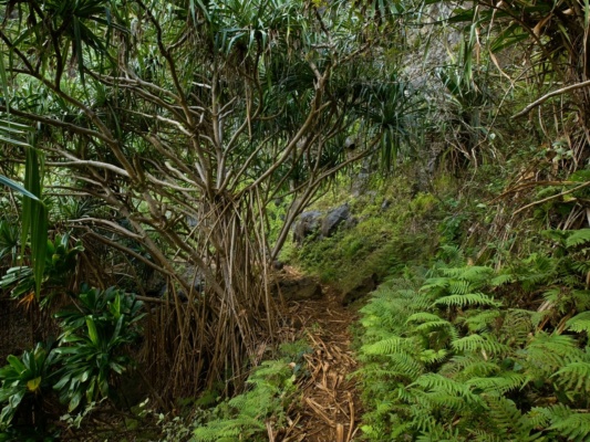 These cool plants have mangrove-like structure kalalau trail