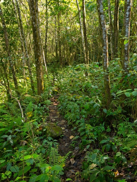 The trail up to Hanakoa Falls is barely maintained kalalau trail