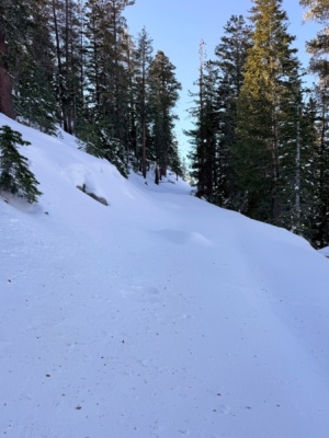 The turns are wonderful, but I get just as much enjoyment from views like this old growth