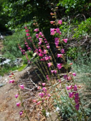Panamint penstemon growing near the first creek crossing baxter pass trail