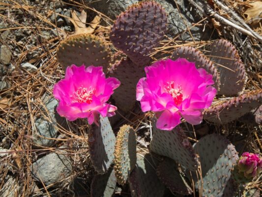 Prickly pear cacti baxter pass trail