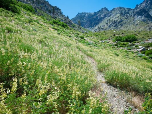 White lupine lines the trail baxter pass trail
