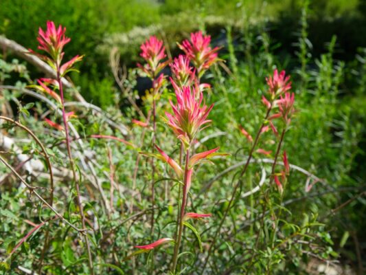 Indian paintbrush along the trail baxter pass trail