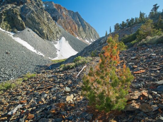 A baby pine tree growing in the rocks beside the trail baxter pass trail