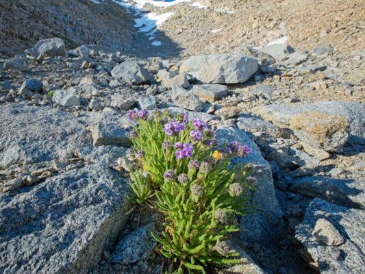 Sky pilots in the rocks below Black Mountain black diamond traverse