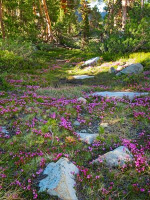 A beautiful pathway of purple mountain heath baxter pass trail