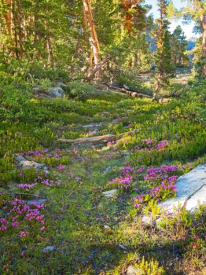 Another view of the mountain heath and dappled evening light baxter pass trail
