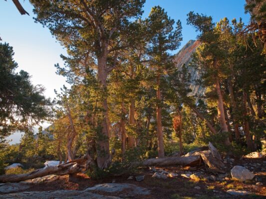 Sunrise in the trees near my campsite baxter pass trail