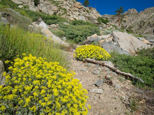 Bright yellow cushion wild buckwheat on the lower Baxter Pass Trail baxter pass trail